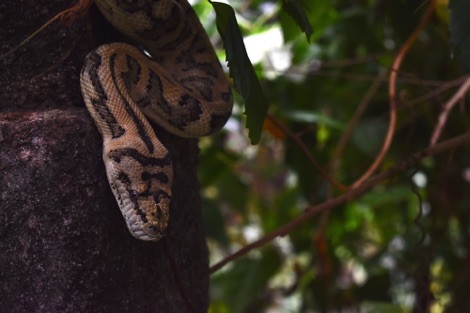 Snake, Randers Regnskov